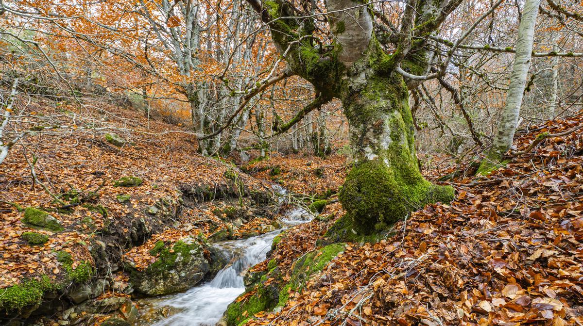 Un pueblo rodeado de hayedos, el lugar donde nacen las setas