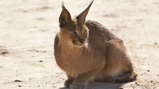 Desaparecen gatos en una urbanización en Mijas tras la colocación de jaulas  trampa - Área Costa del Sol