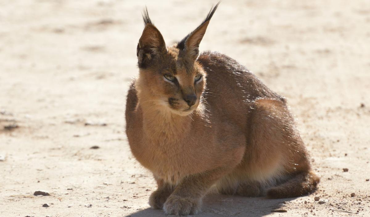 Gatos Caracal Raza