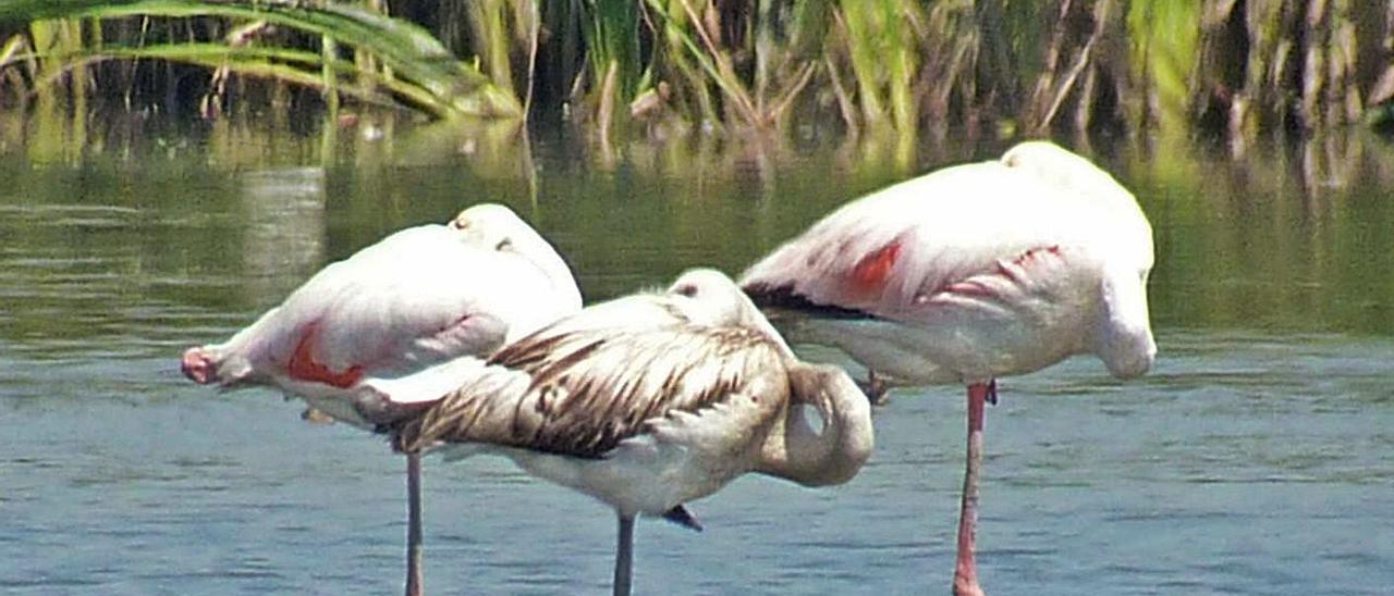 La aportación de agua del Júcar a l’Albufera ha caído un 80%