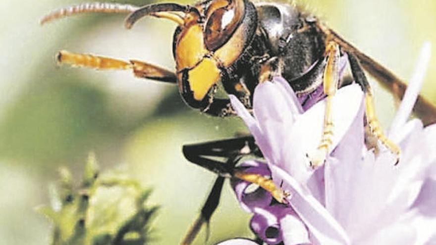 Un ejemplar de avispa asiática o asesina.