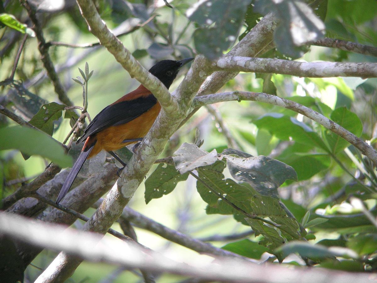 Pitohuí bicolor.