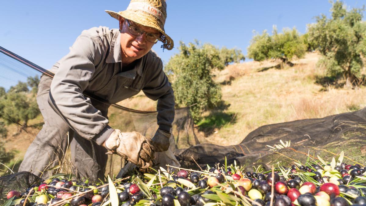 Labores de recolección de aceituna en una finca de Los Pedroches.