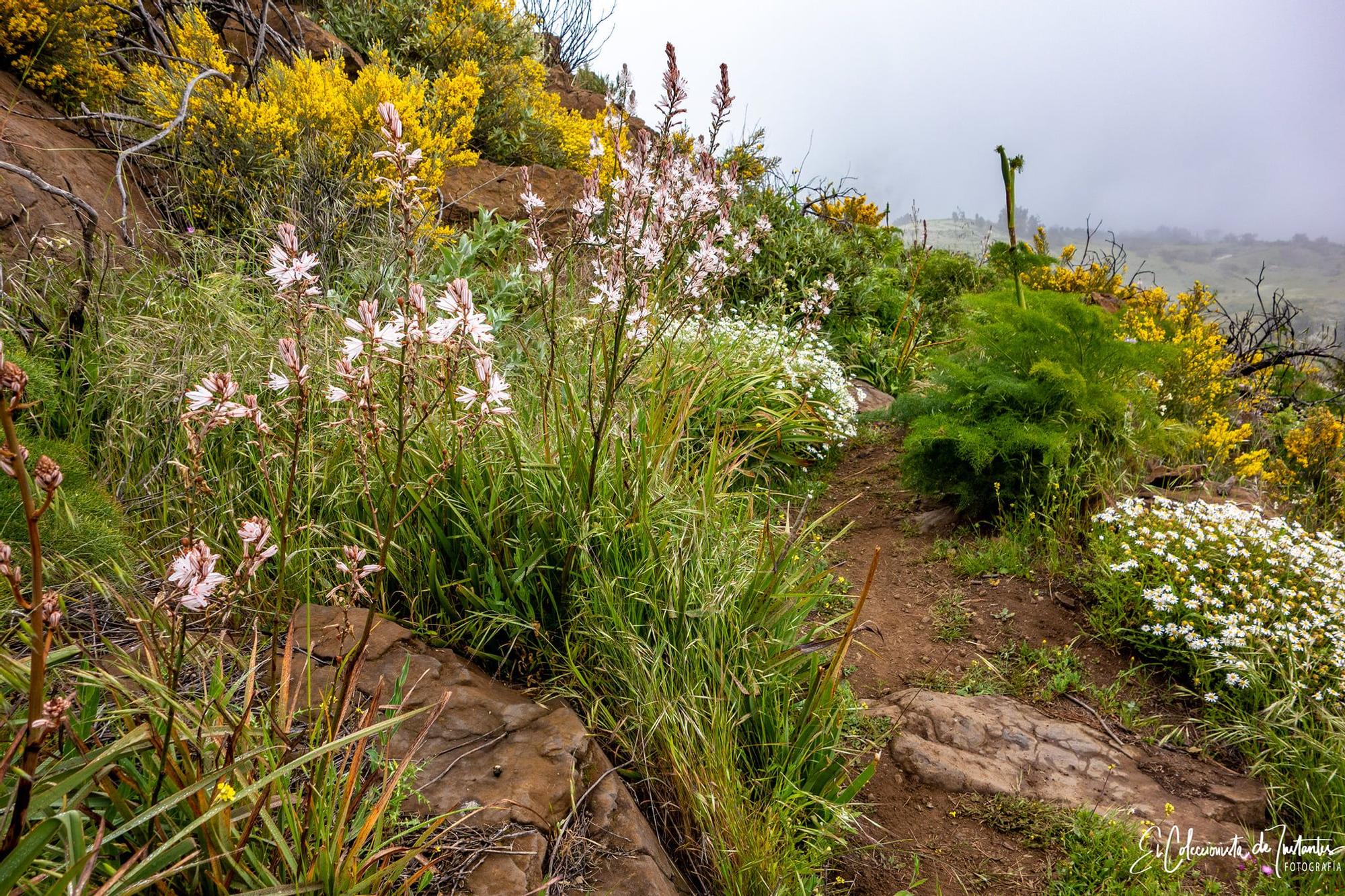 Ruta entre los Llanos de Ana López y Degollada Becerra, en Gran Canaria