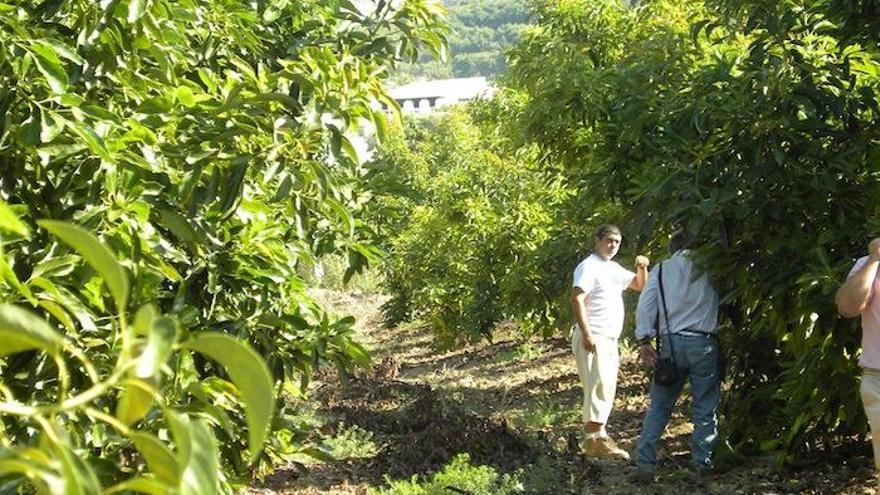 Un cultivo de subtropicales en la Axarquía.