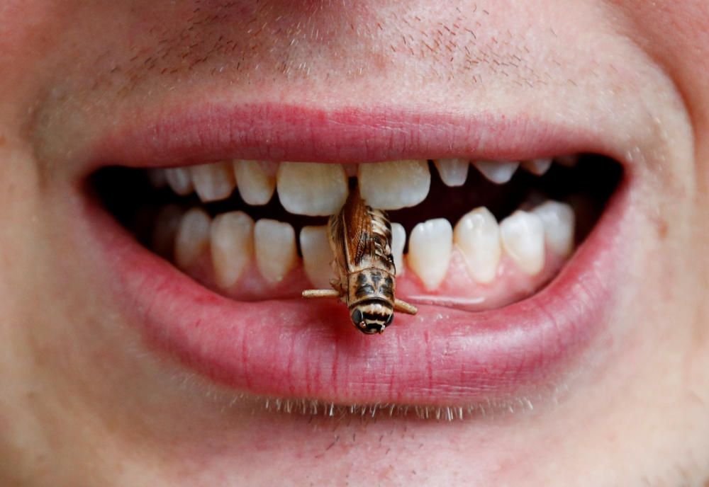 Dr. Schouteten poses with a cricket between his ...