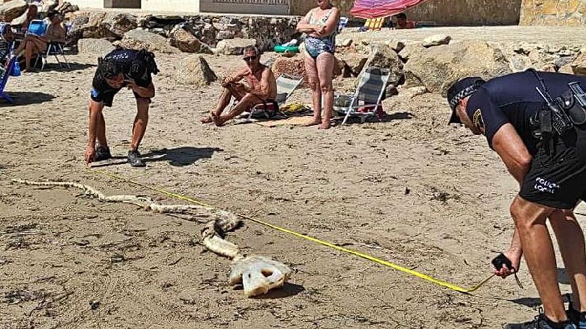 La marea deja en la playa de La Marina los restos óseos de un gran pez que una bióloga identifica como de tiburón tras el informe policial