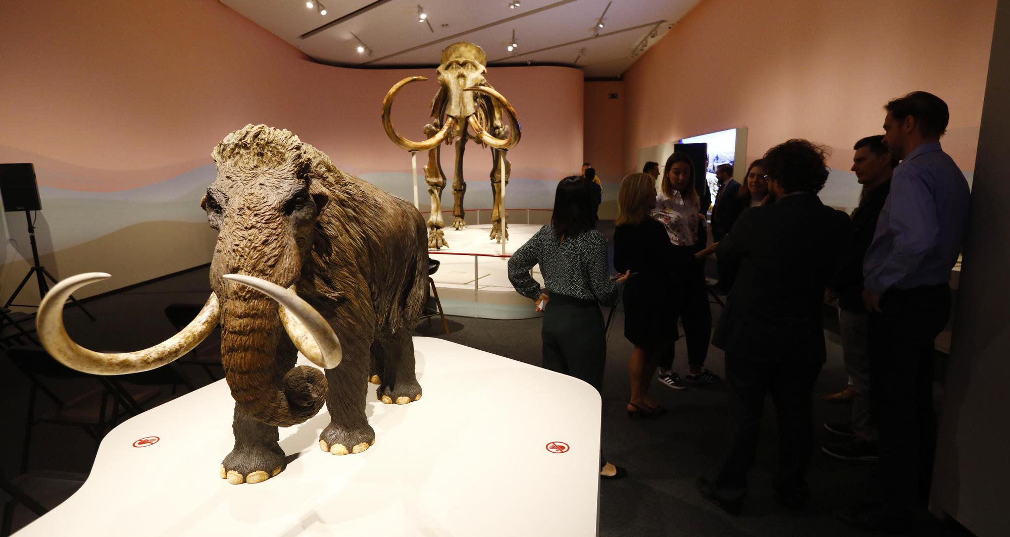 Exposición 'Mamut. El gigante de la Edad de hielo'