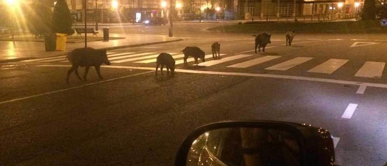 Un grupo de jabalíes por el barrio ovetense de La Florida.