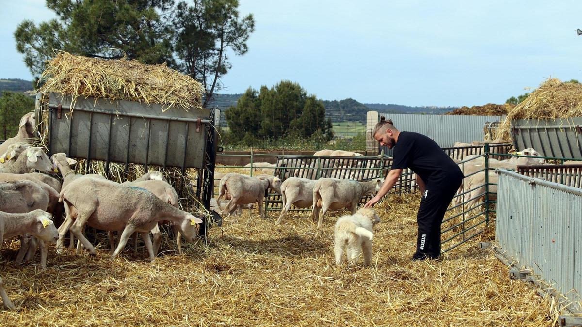 Jaume Puigpelat amb el seu ramat d'ovelles
