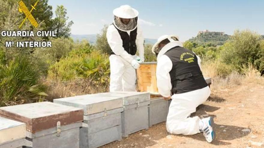 Agentes junto a las colmenas afectadas por el insecticida.