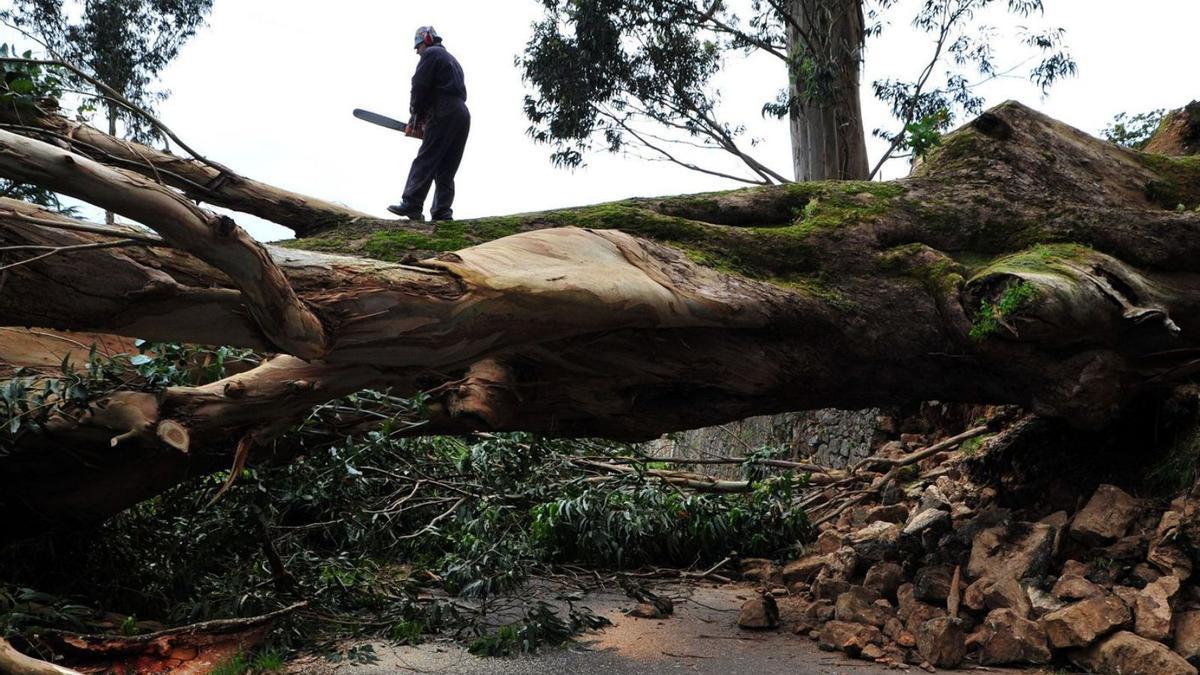 Tala de un eucalipto centenario en Vilagarcía de Arousa.