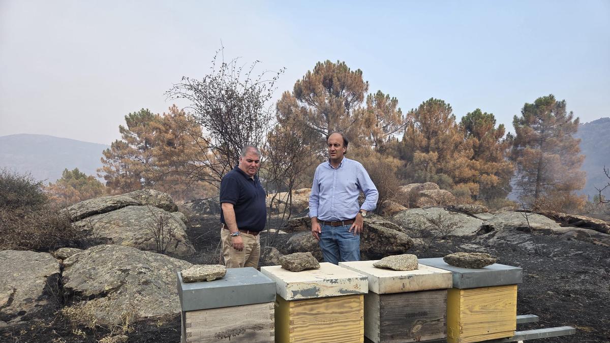 El consejero de Agricultura, Joaquín Antonio Pino, visita terrenos afectados por los incendios de Ávila.