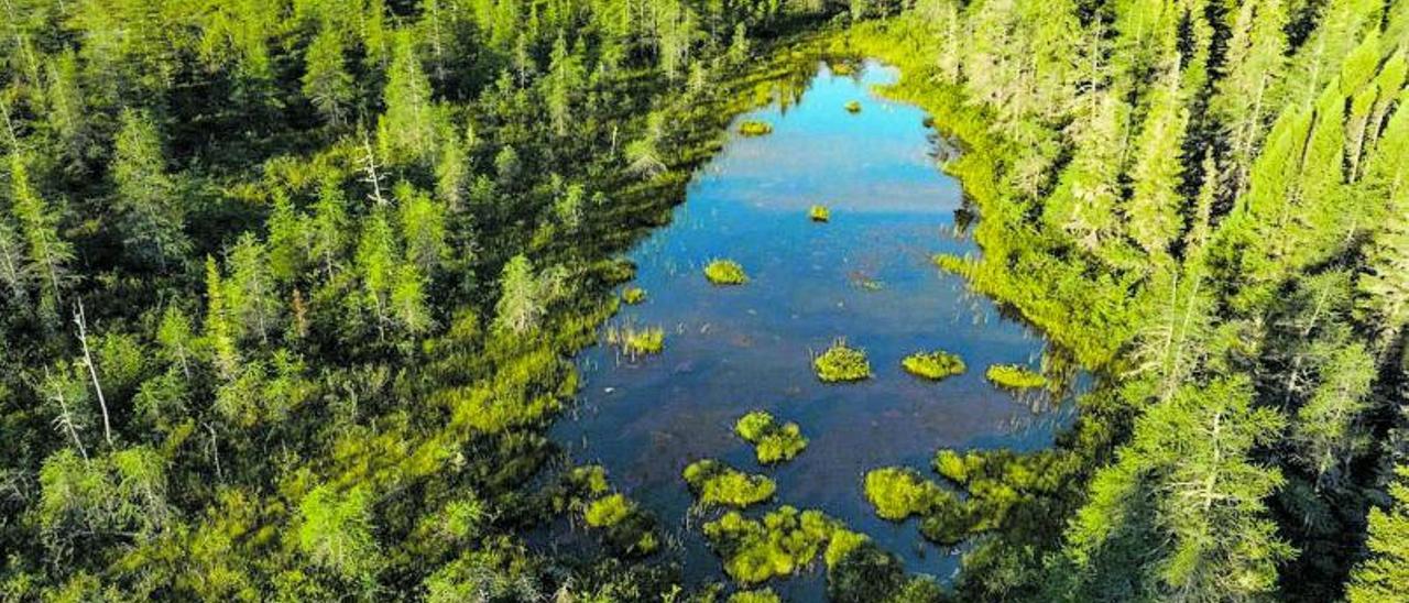 El bosque boreal en James bay y las zonas de turberas que alberga se 
almacenan grandes depósitos de carbono orgánico. Es prioritario
 preservar estas zonas y que ese carbono se movilice 
a la atmósfera que aceleraría gravemente el calentamiento global. | FOTOS: MANU SAN FÉLIX - ‘PRISTINE SEAS’ NATIONAL GEOGRAPHIC