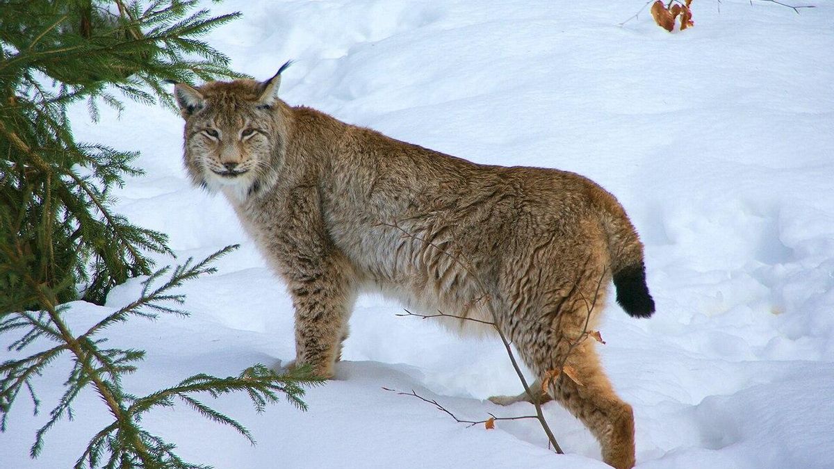 El Pirineo catalán recupera la propuesta de liberar ejemplares de lince boreal