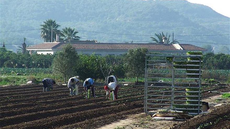 El campo languidece en una situación que va de mal en peor: No hay mano de obra joven ni precios que garanticen la supervivencia de un sector que ha sido clave para la Vega Baja.