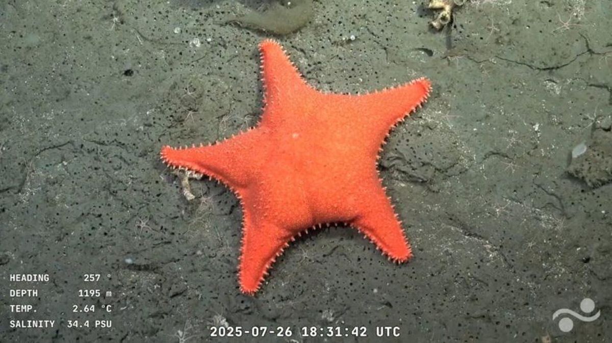 Estrella de mar que se ha hecho viral por la forma de su «trasero»
