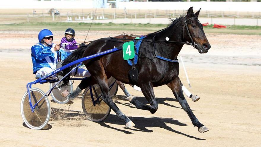 Guillermo Cardona vuelve a correr en Ibiza tras cinco años y pone en pie el hipódromo de Sant Rafel