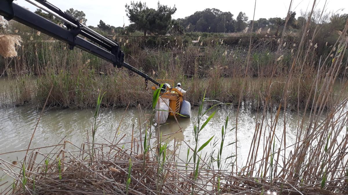 Imagen del desbroce y retirada de sólidos autorizado por la Conselleria en una zona protegida como zona húmeda del cauce viejo del Segura en Guardamar