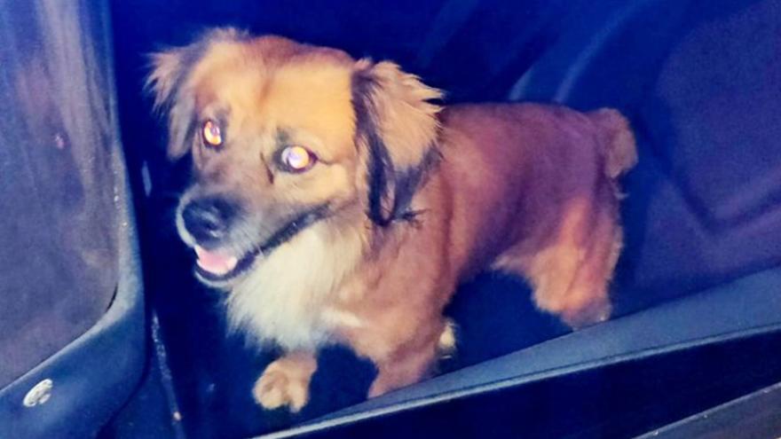 Buscan al propietario de un perro perdido en Santa Cruz