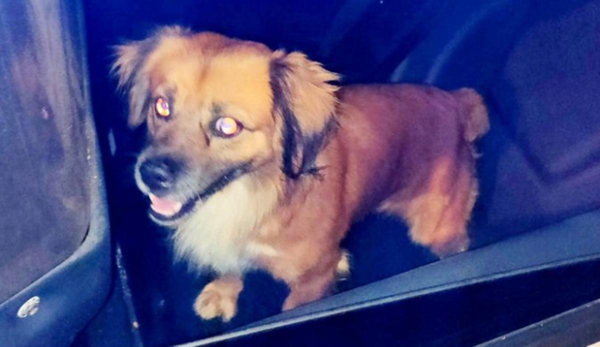 Perrito localizado en la calle Mayantigo.