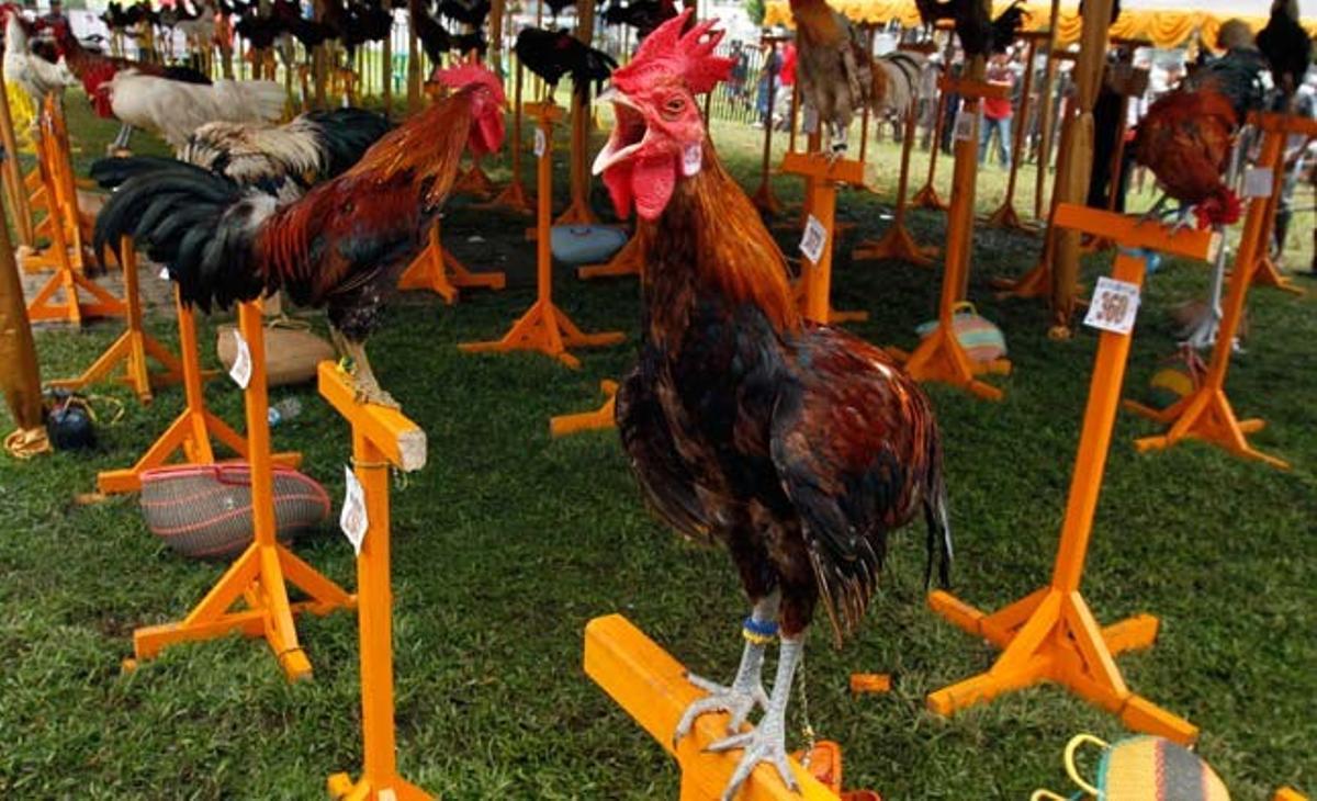 Un grup de galls prenen part del concurs del riure a Makassar, al sud de la província indonèsia de Sulawesi. Uns 1.600 pollastres han participat en el certamen, en el qual es valoren els cants més melodiosos que, segons els organitzadors de l’esdeveniment, recorden el riure humà.