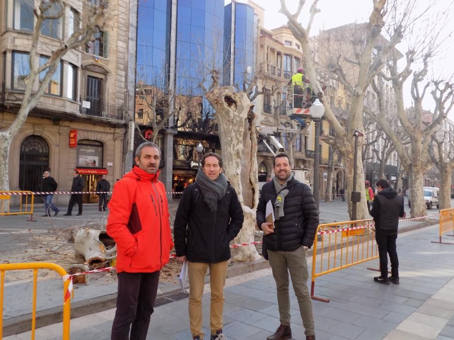 L'Ajuntament canvia 10 plàtans del Passeig