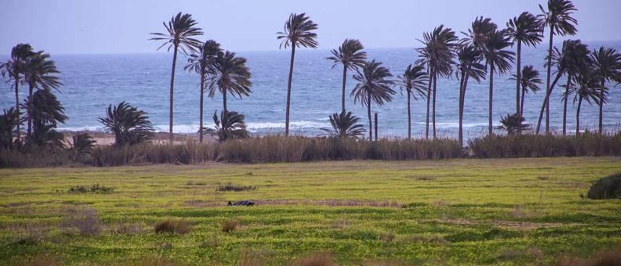 Imagen de la cala y palmeral de Ferrís en Torrevieja ahora vallado por los propietarios del paraje.