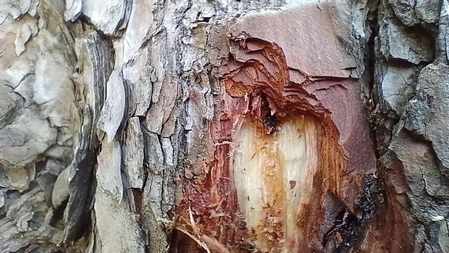 Un árbol de Zaragoza afectado por la plaga.