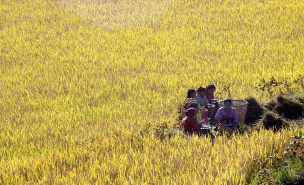 Un grup de dones treballen en una collita d’arròs als afores de Kàtmandu (Nepal).