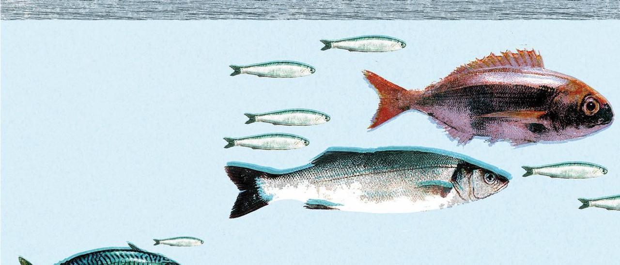 La humilde sardina, campeona en la liga de los pescados más saludables (y ricos)