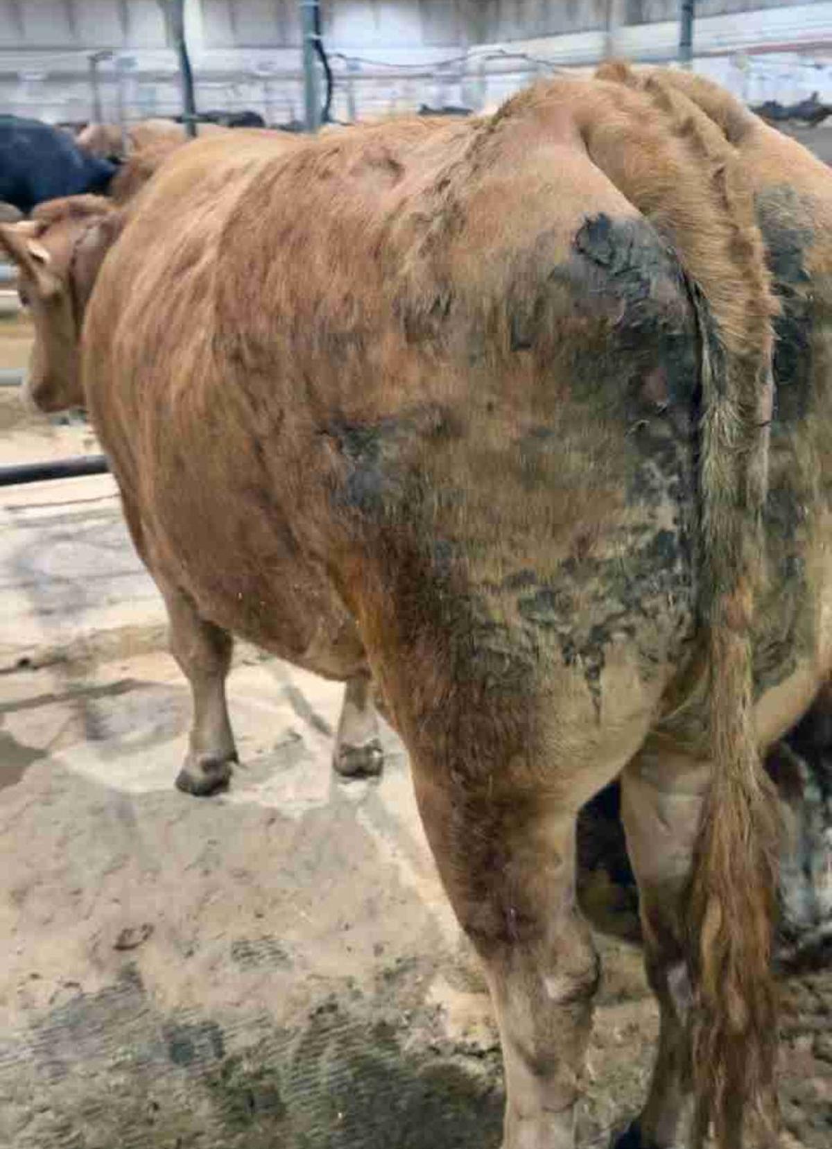 La vaca vendida por más de 8.200 euros.