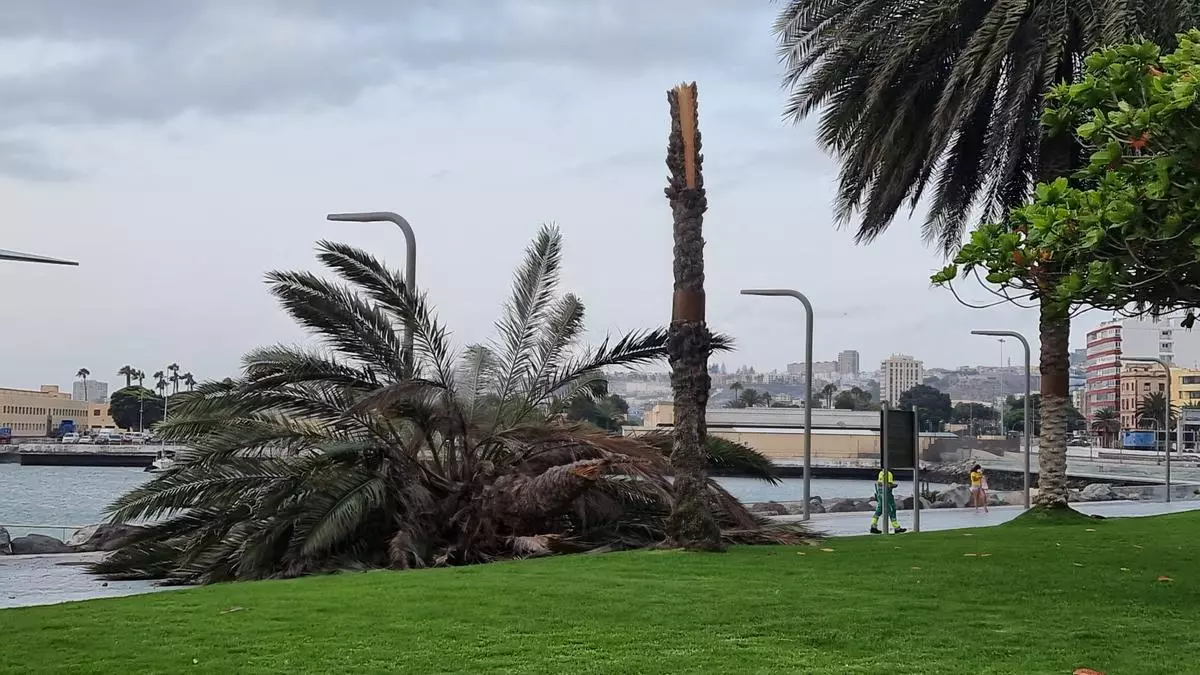 El viento tumba una palmera en el intercambiador de Santa Catalina