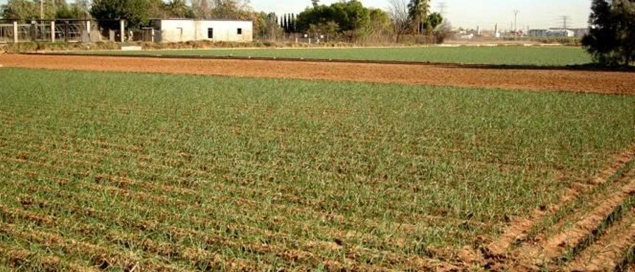 Disección a la huerta de la acequia de Moncada