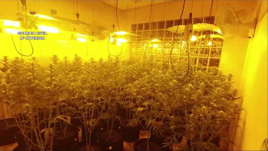 Desarticulan una organización criminal dedicada al cultivo de marihuana en Castellón