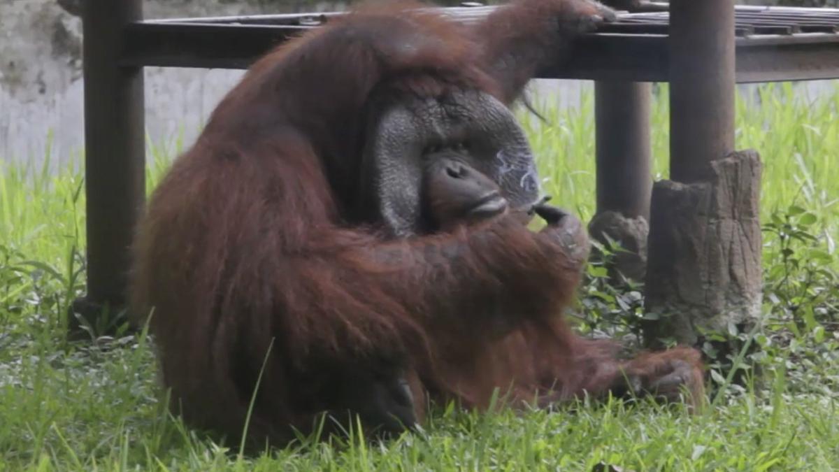 Ozon, el orangután del zoo de Bandung (Indonesia), tristemente famoso por fumar la colilla lanzada por un turista.