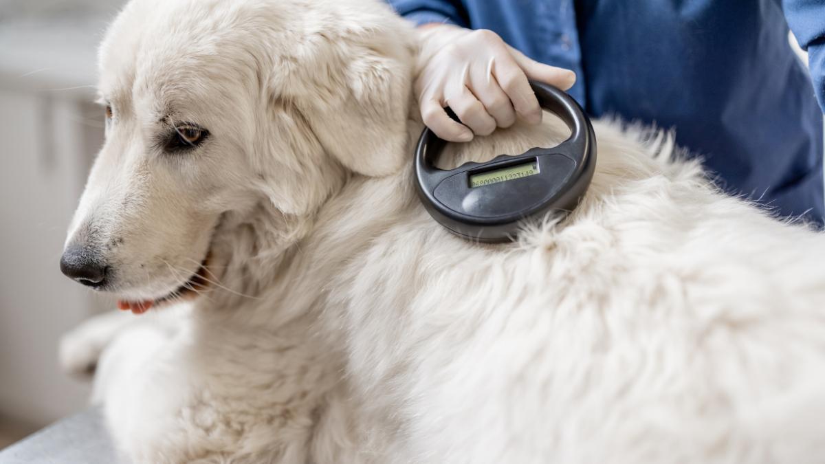 Documento essenziale per viaggiare con cani e gatti nell'UE: un'informazione fondamentale per i proprietari di animali domestici a Tenerife. Documento essenziale per viaggiare con cani e gatti nell'UE: un'informazione fondamentale per i proprietari di animali domestici a Tenerife.