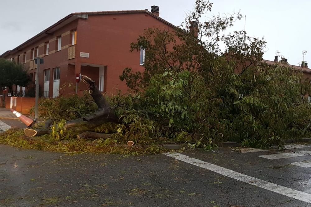 Pla general d'un arbre caigut a Vilafant (Alt Empo