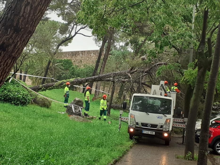 El temporal arrenca dos pins i cauen branques al cim de vehicles