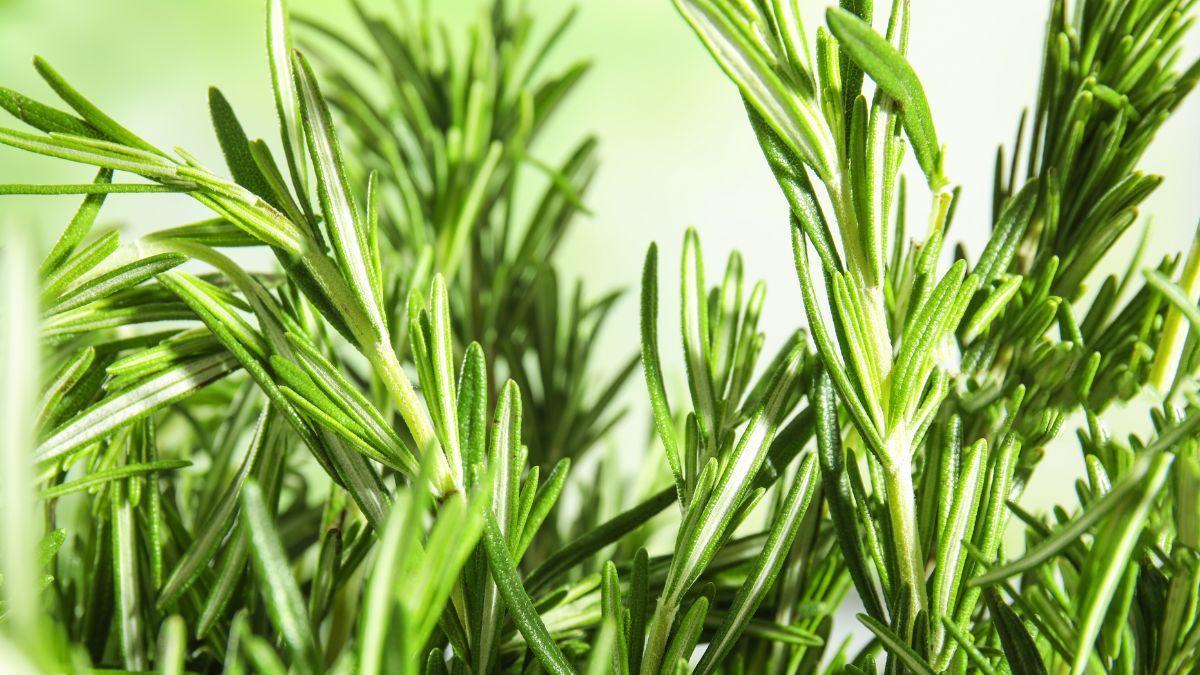 El romero lo aguanta casi todo, pero nunca lo plantes junto a esta planta: dónde ponerlo y cómo cuidarlo