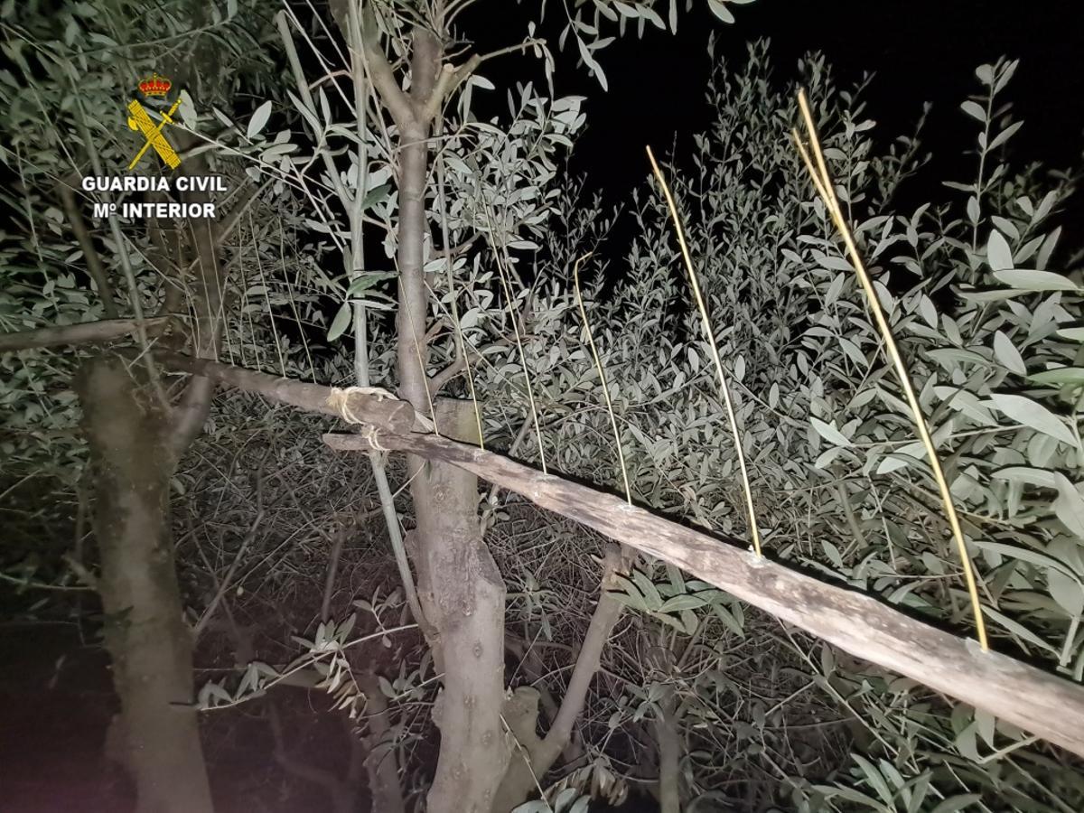 Imagen de uno de los 'paranys' intervenidos