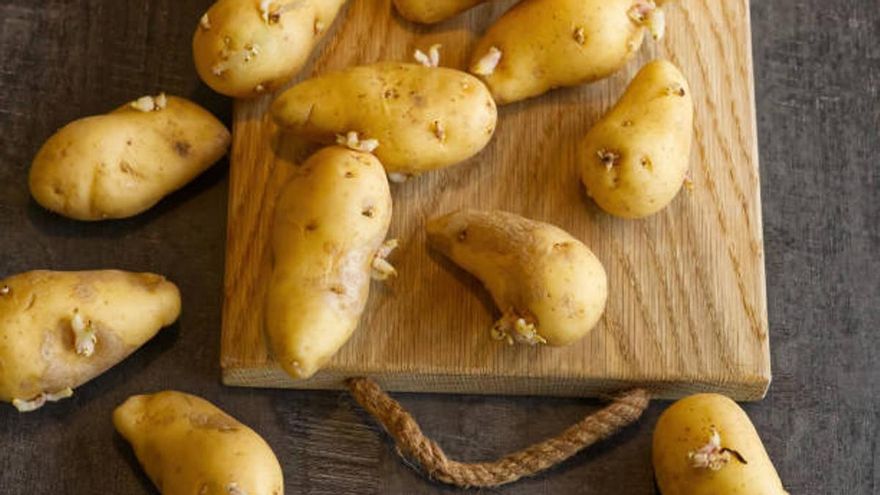 Una doctora alerta de los peligros de comer patata con brotes o manchas verdes: «Te estás envenenando»