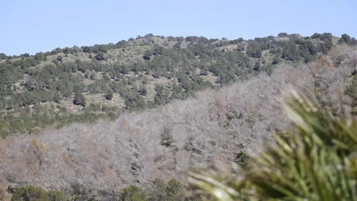 La Región de Murcia tala más de 150.000 árboles afectados por la sequía
