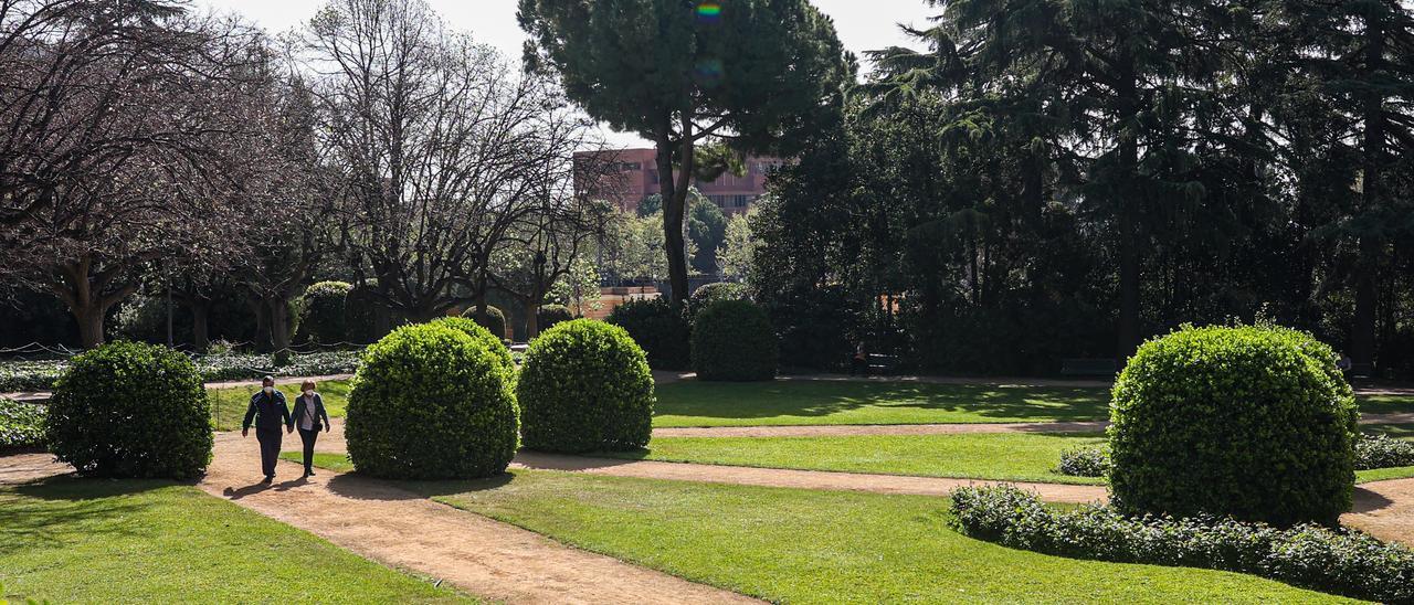 Un pino piñonero, en el centro de la imagen, junto a dos cedros del Himalaya y setos de mirto en los Jardines del Palacio de Pedralbes, en Barcelona.