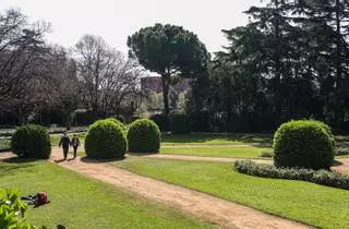 Una plaga de escarabajos condena a 1.200 árboles a ser talados en Barcelona