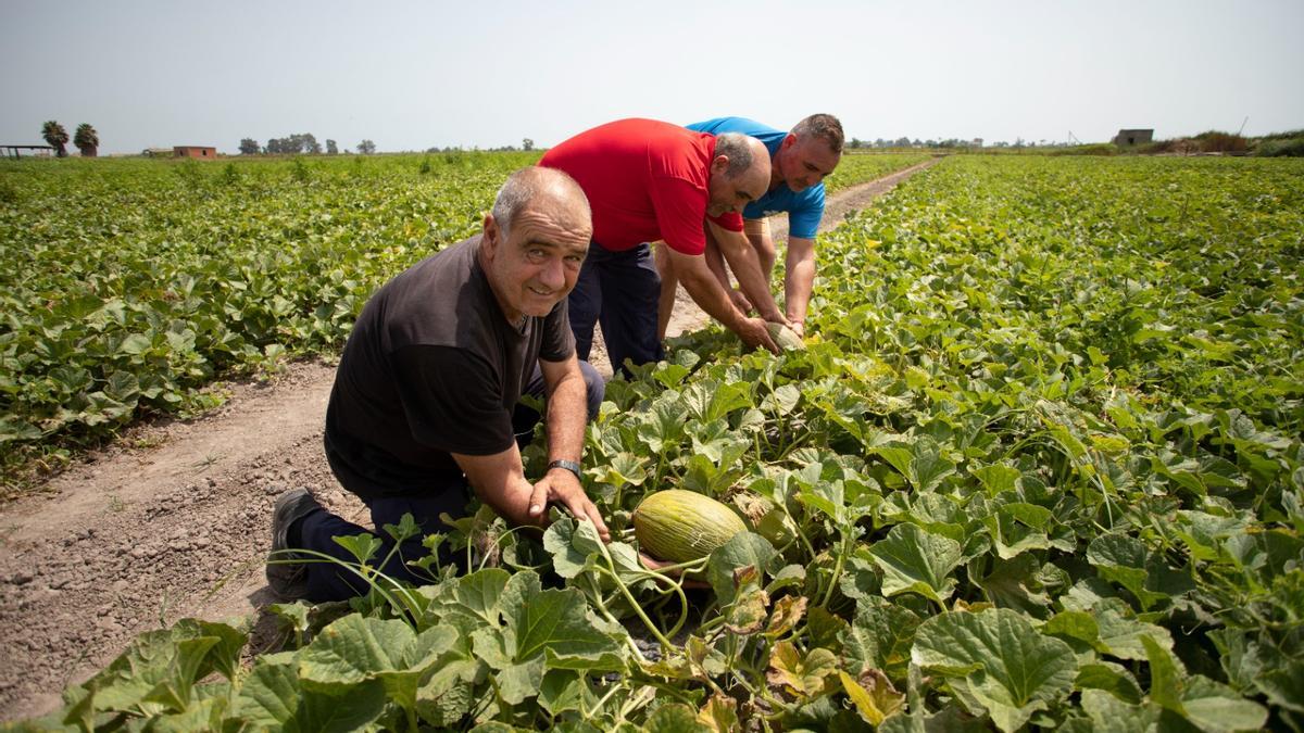 Agricultores mostrando los melones del marjal