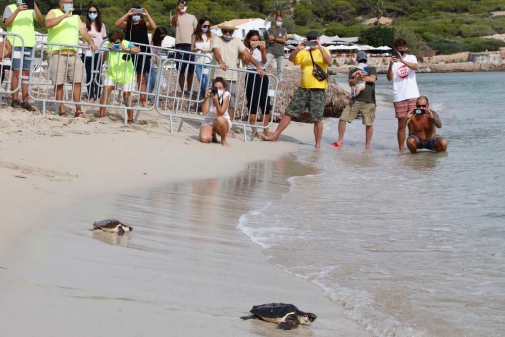 Liberadas en Ibiza 26 tortugas de la primera puesta registrada en Baleares