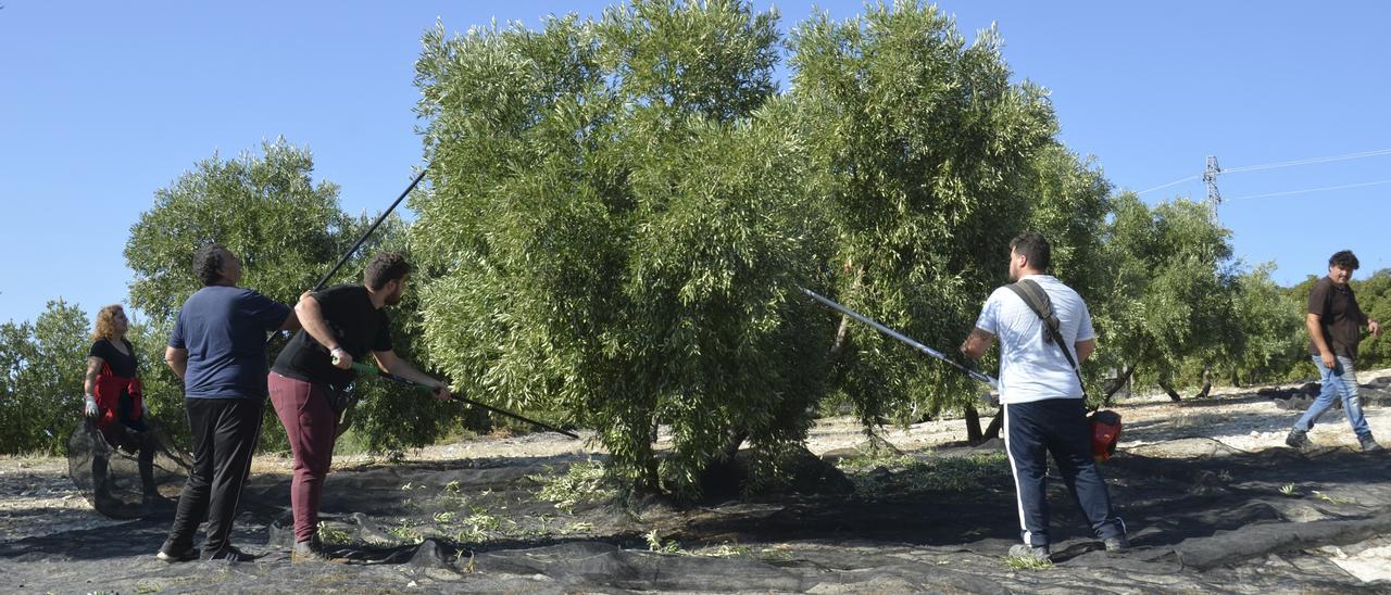 Recogida del olivar en Baena.