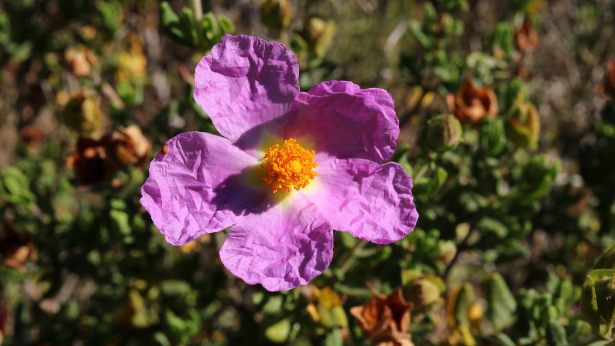 Ejemplar de la jara de Cartagena.