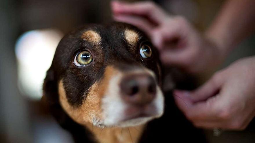 ¿Garrapatas en tu perro? Elimínalas con estos poderosos remedios caseros